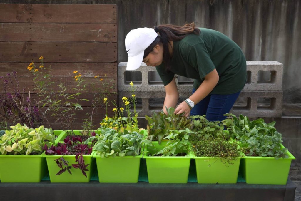交大研發出「DIYGreen技術」、「低維護種菜法」，在家就可輕鬆種植蔬果